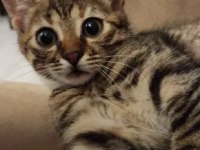 3,5 AYLIK TEKİR KEDİMİZ