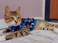 Oyuncu Tekir Sahiplendirme