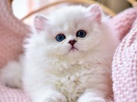 Patili Melek Silver British Longhair yavrumuz