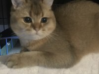 british shorthair golden