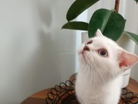 Scottish fold kızımız yeni ailesine kavuşmayı bekliyor