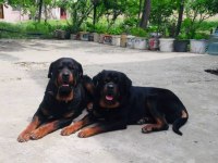 Safkan Yavru Rottweiler Acil