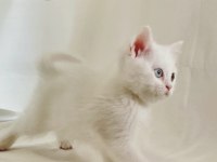 Farklı Gözlere Sahip Beyaz British Shorthair