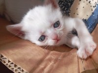 2 aylık british shorthair