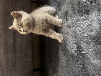 British Shorthair Erkek Yavru