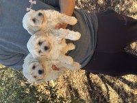 Orjinal sağlıklı maltipoo