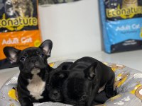 Kalite french bulldog
