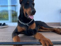 Von dadashov ACHILL in torunu doberman