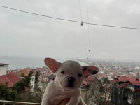 2.5 Aylık French Bulldog