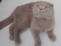 Safkan Scottish Fold Orjinal AA sınıfı