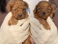 Toypoodle sevimli yavrular 