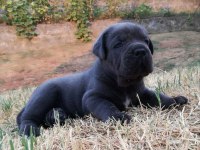 2 aylık safkan Cane Corso yavrularım