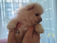 Ayı surat pomeranian boo yavruları