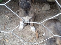 A kalite köpekleri beslemek isteyenler buyursun