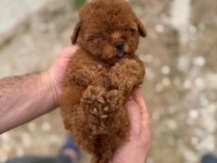 Kore Teacup Poodle Yavrularımız