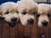 Golden Retriever Gelip Görerek Alabilirsiniz