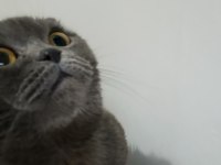 Erkek 1 buçuk yaşında scottish fold
