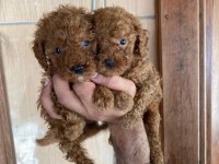 Toy poodle çokomeller