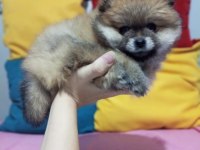 ÜST KALİTE POMERANİAN BOO