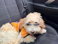 Maltipoo duffy mize onu severek bakacak aile