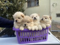 BEYAZ CHOW CHOW YAVRULARI