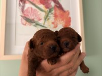 Kore Teacup Ve Toy Poodle Yavruları