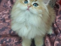 Safkan British Longhair Yavrular