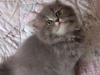 British shorthair bebeklerimiz teslime hazır
