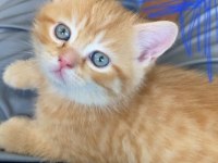 Safkan british shorthair secereli anne babadan full