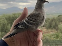 Crested pigeon (Avustralya kumrusu)