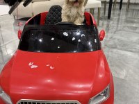 3 aylık Maltipoo