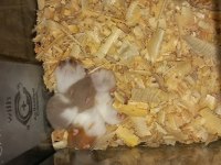 Yavru hamster