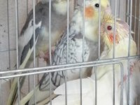 2 aylık bebek sultan papağanlar