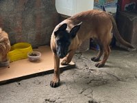 Saf kan Malinois ve Golden