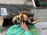 Acil sahiplendirilecektir Rottweiler yavruları