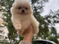 0 Burun Pomeranian Boo