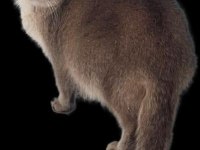 2 adet dişi ny 11 golden british shorthair