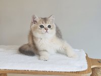 Safkan anne baba şecereli british shorthair ay11 kodunda