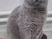 British shorthair sahibinden erkekler