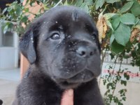 (SDK) çiftlikten cane corso yavrular