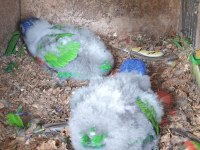 Muazzam Tüy Yapısı Lori Papağanı Bebekler