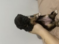 Yorkie bebekler 2 dişi 3 erkek