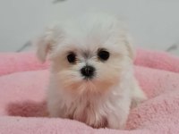 Mini Kore Maltese Yavrular