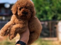 Sağlık ve ırk garantili toy poodle yavrularımız 
