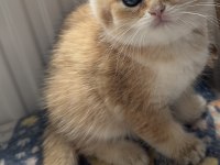 Safkan bebek kedilerim
