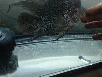 Flowerhorn balığımız