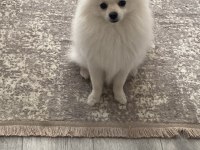Pomeranian yavru 7 aylık