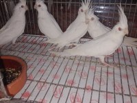 Sultan papağanı yavru ve damızlık kuşlar