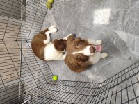Kahve beyaz Fcı kıf şecereli 6 aylık erkek mikroçipli collie