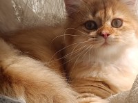 FULL ŞECERELİ BRİTİSH LONGHAİR